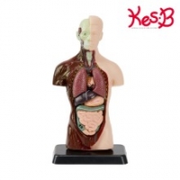 [캐스B]네이처 인체해부모형(2779)