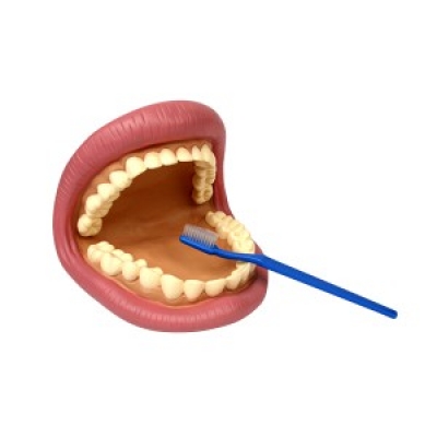 스마트양치질모형 [과학/치아]